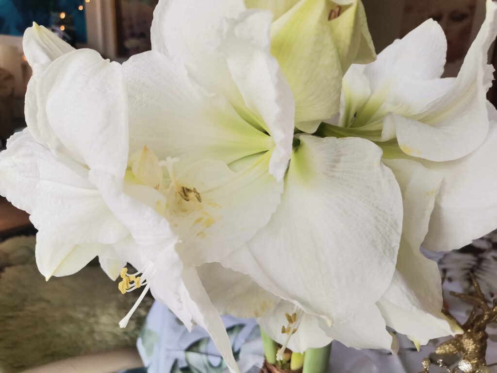 online Hilfe bei Messie Syndrom